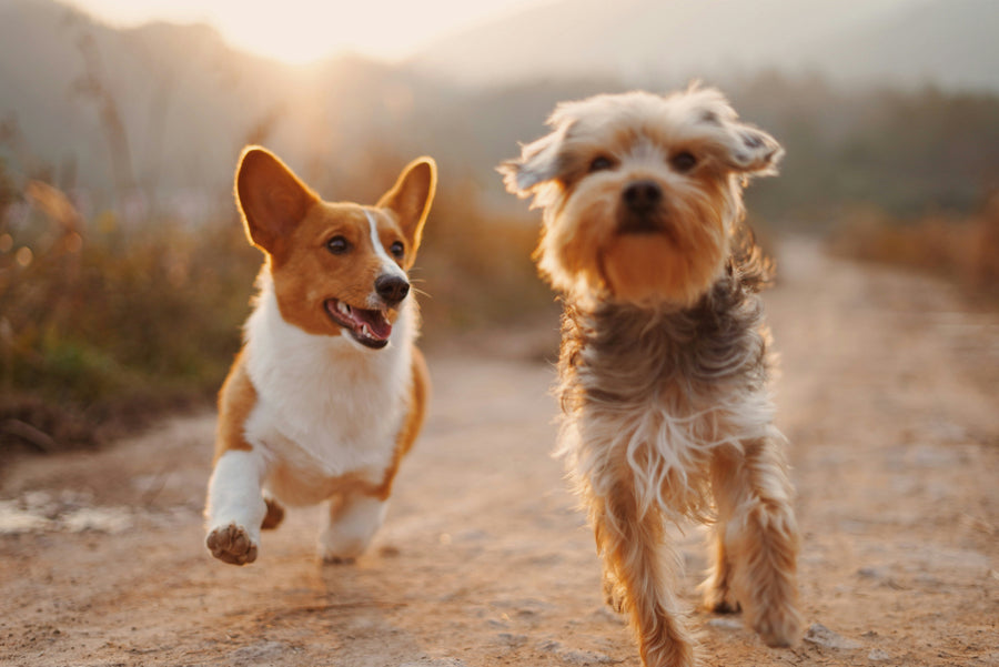 World of Dog Breeds 🌍🐕