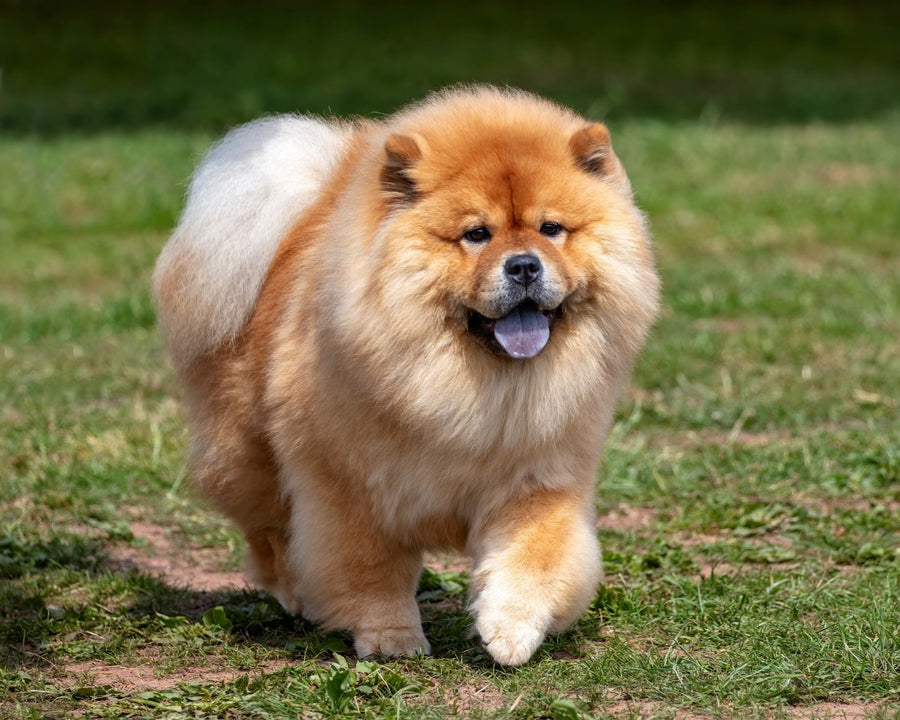 Chow Chow - Breed Guide