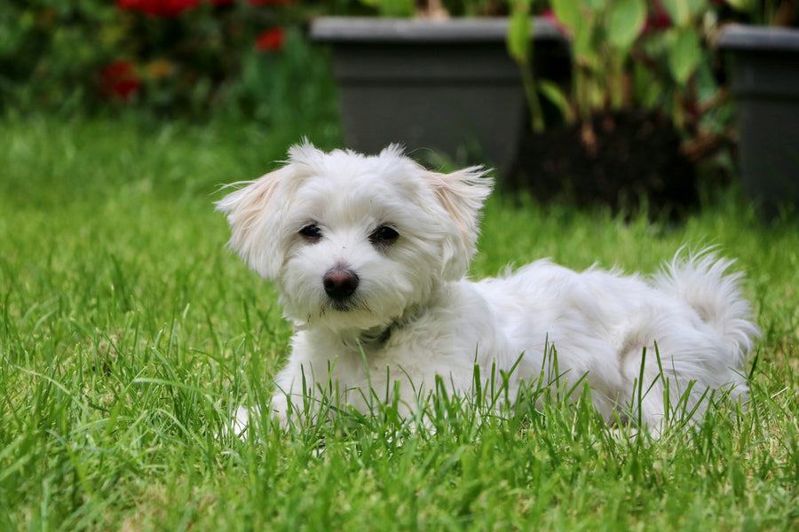 Small Dog Breeds in the UK