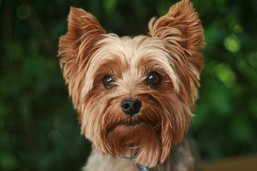 Yorkshire Terrier - Breed Guide