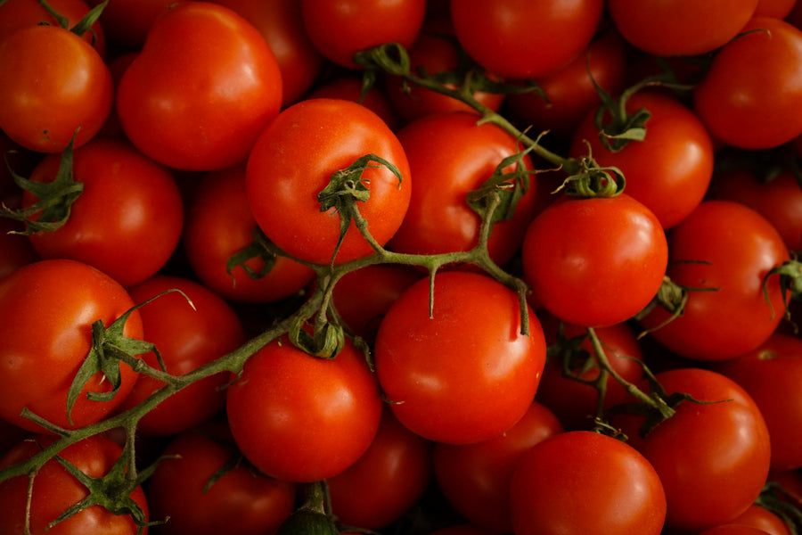 Can Dogs Eat Tomatoes? A UK Vet-Informed Guide