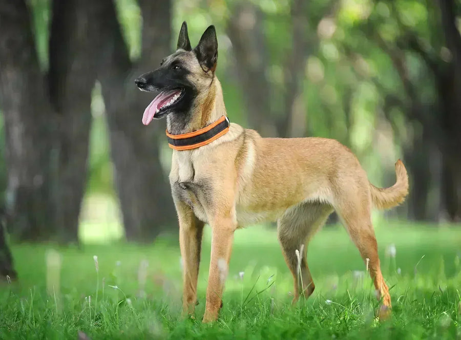 Belgian Malinois - Breed Guide