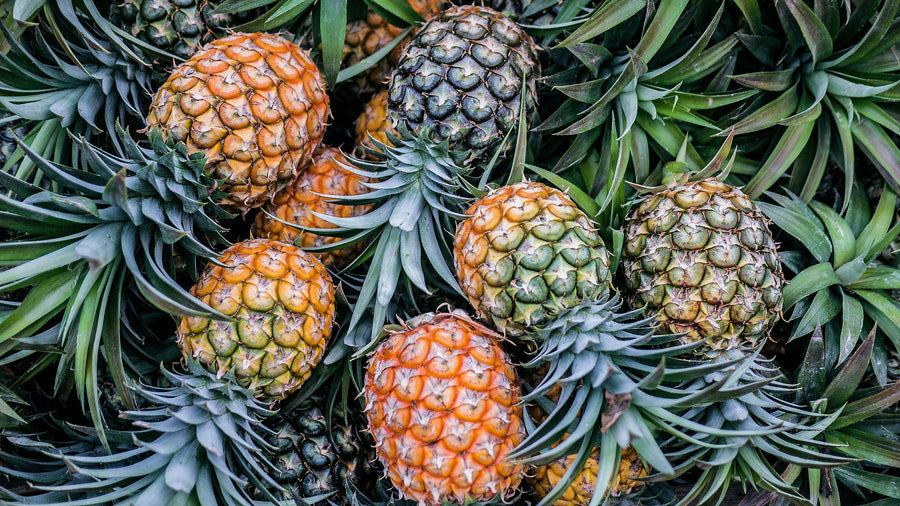 Can Dogs Eat Pineapple? Your UK Guide to a Safe, Sweet Treat