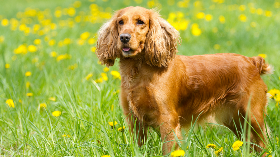 Cocker Spaniel - Breed Guide