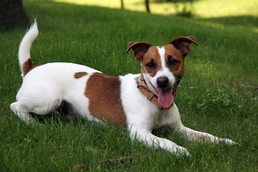 Jack Russell Terrier - Breed Guide