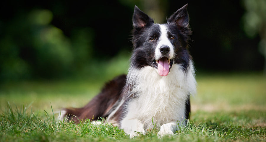 Border Collie - Breed Guide