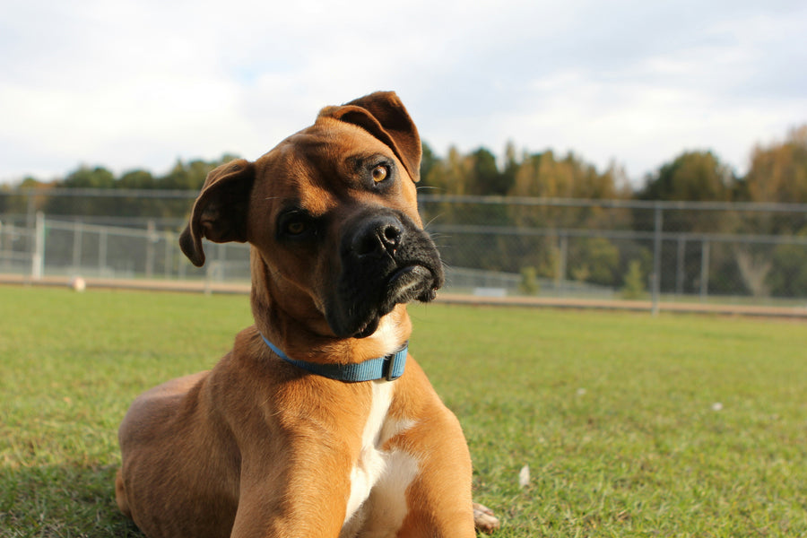 Why Do Dogs Tilt Their Heads?