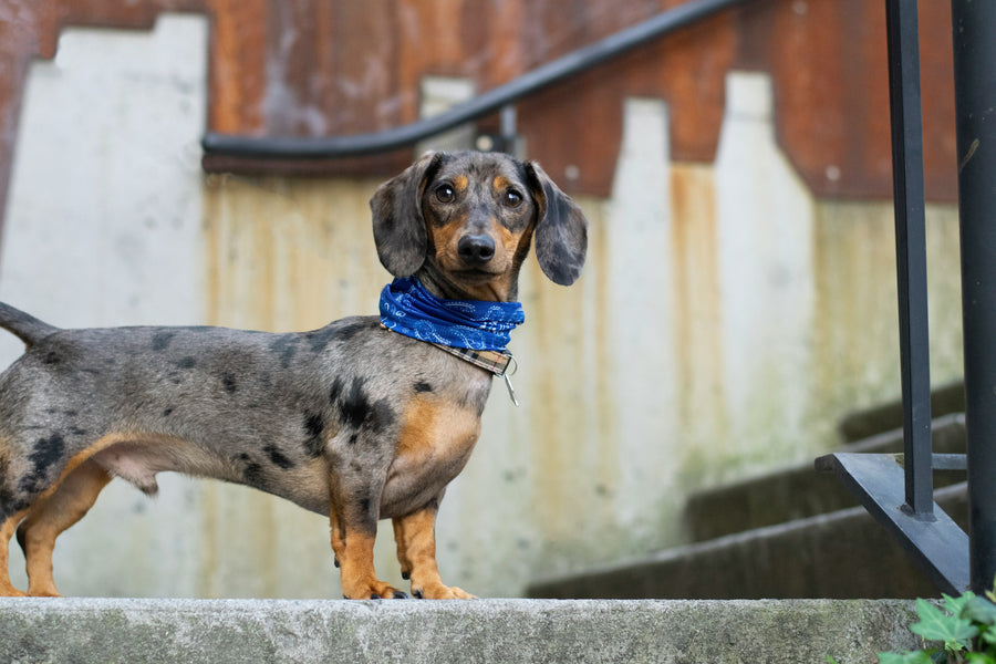 Dachshund - Breed Guide