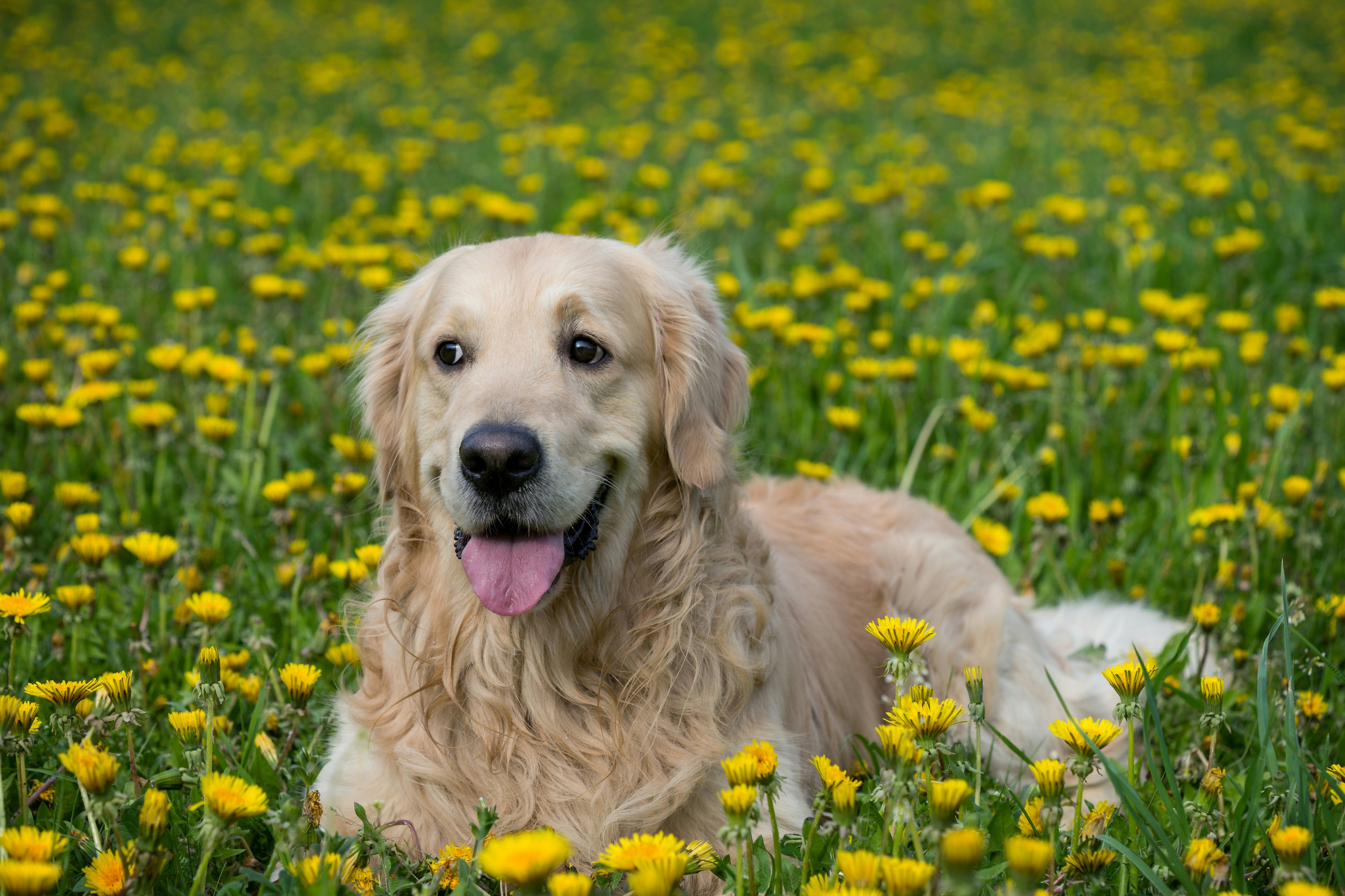 Labrador Retriever Breed Guide: Feeding & Care | Fidelis Dog