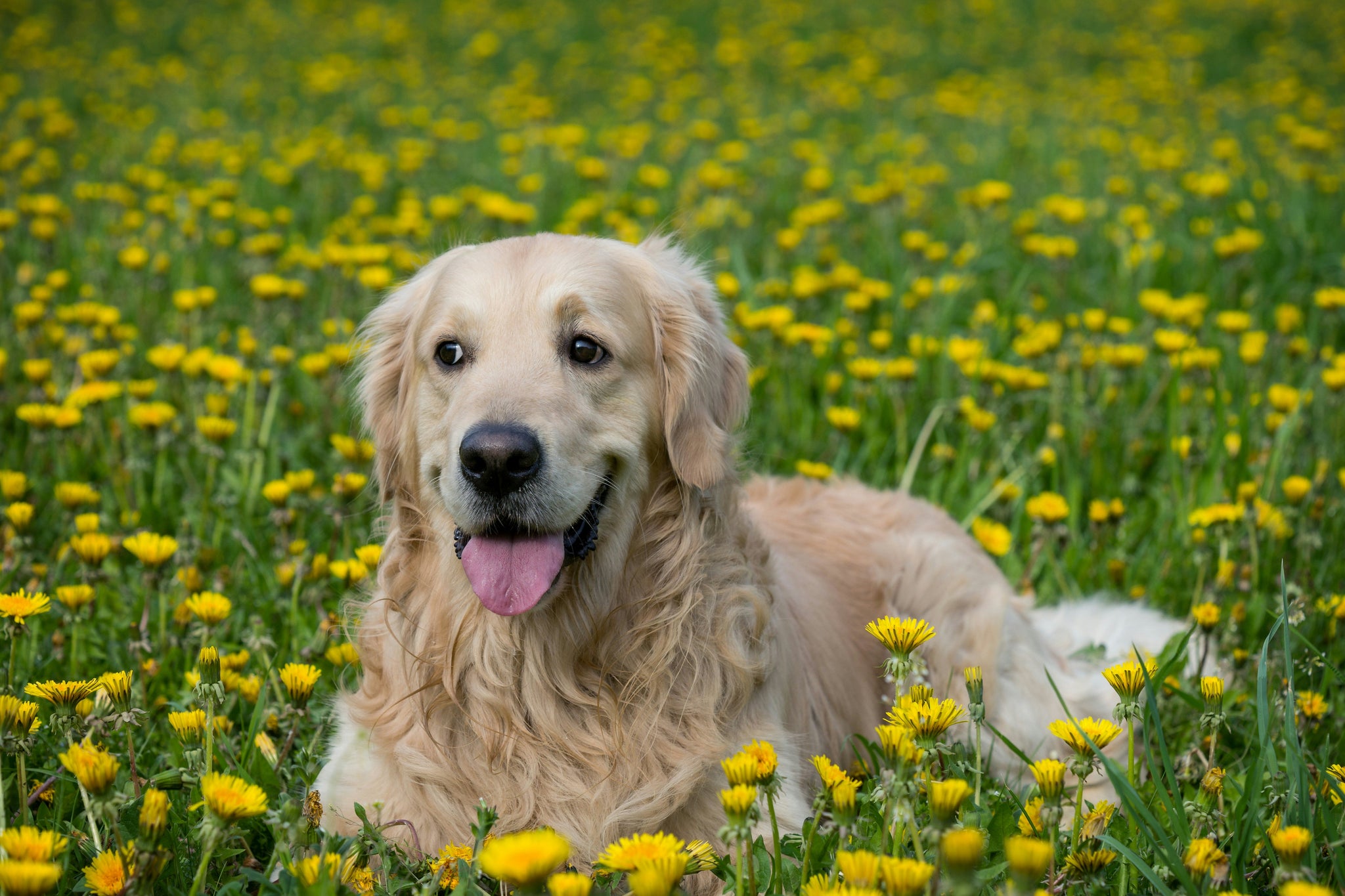 Labrador Dogs Labrador Retriever Breed Guide: Feeding & Care | Fidelis Dog