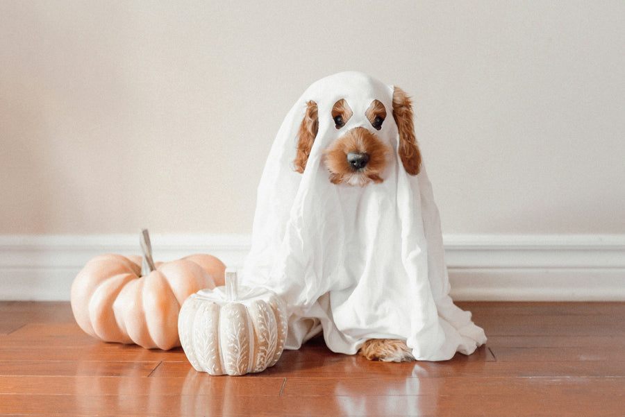 Dog Halloween Costumes for 2026 (and How to Keep Your Pup Safe This Halloween)