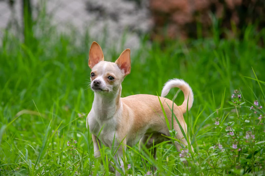 Chihuahua - Breed Guide